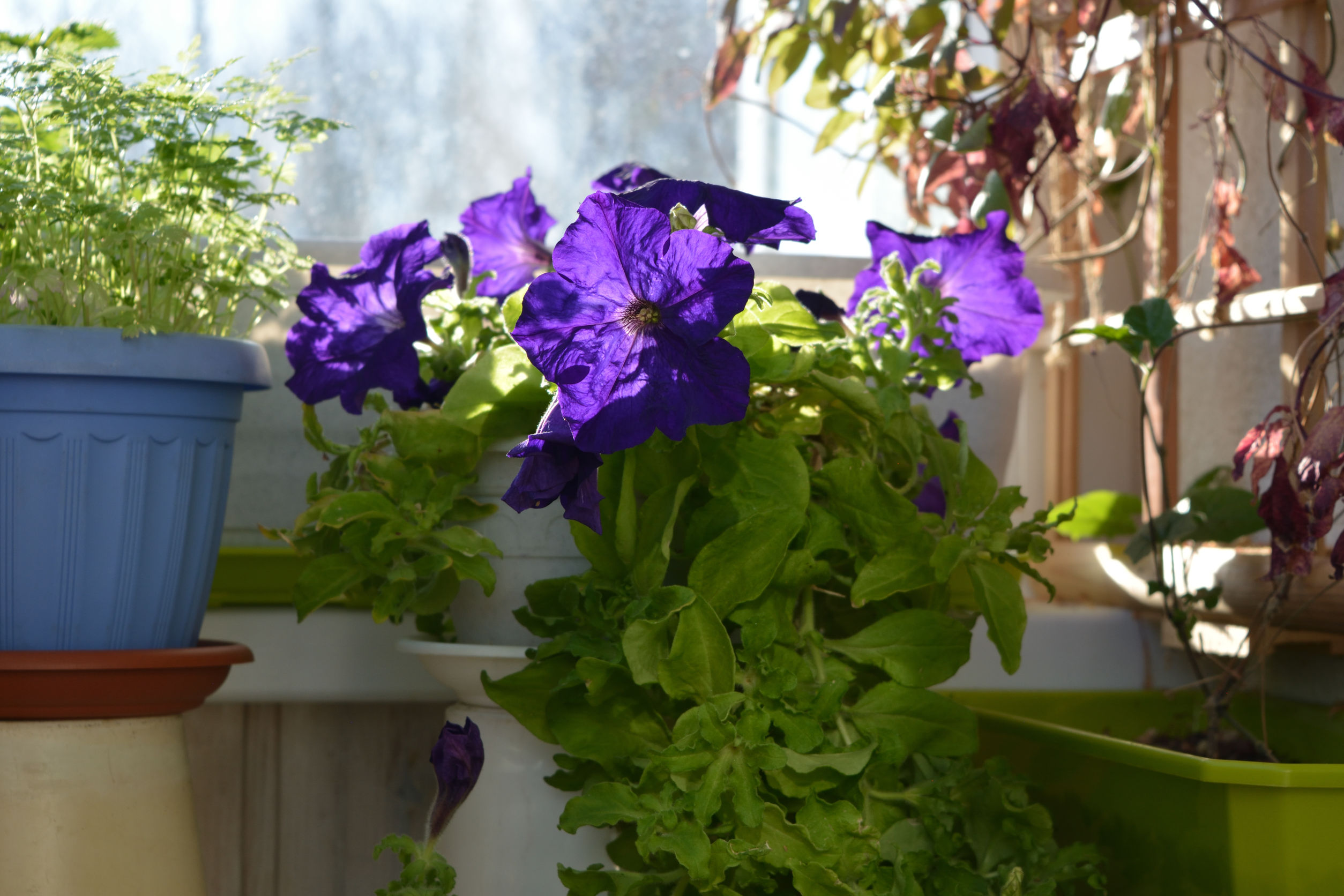 balkon und terrasse bluhen auf unternehmensgruppe fischer